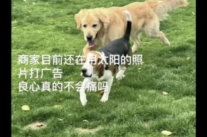 金毛弃养率高的原因及解决办法（揭秘金毛弃养的几大原因，为我们的宠物狗提供更好的生活）