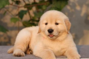 如何准确鉴别金毛犬的年龄？（掌握这些技巧，准确判断你的金毛犬年龄！）