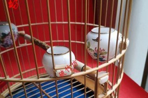 画眉笼用什么油好？（探索适合画眉笼的油质选择）
