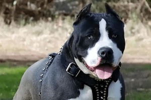 美国比特犬的完美饲养指南（了解美国比特犬的特征和饲养方法，让你成为专业的比特犬主人）