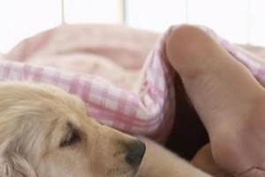 如何让你的宠物狗狗变得更懂事（15个实用技巧让你的狗狗成为可靠的伙伴）