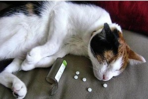 猫咪吃药会流产吗？——揭秘猫咪药物流产的真相