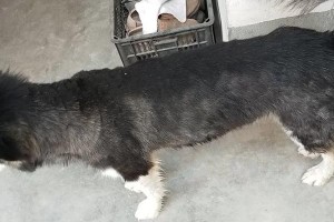 阿拉斯加的咬东西行为（探索阿拉斯加犬为什么喜欢咬东西的原因及解决方法）