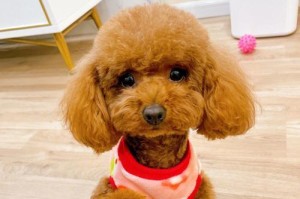 ChoosingthePerfectEnglishNameforYourTeddy（AGuidetoFindingtheIdealNameforYourBelovedTeddyBear）