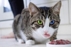 猫咪喜欢吃什么草好？（探究猫咪为何需要吃草、草的分类和作用）