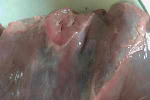 两个月大的狗狗如何补血？（科学的饮食和补充品能有效提高狗狗的血红蛋白水平）