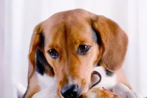 如何让你的宠物狗长寿？（15个小贴士让你的狗狗健康长寿）