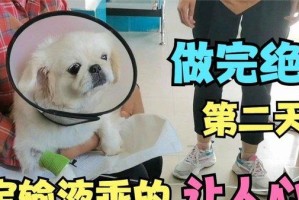 狗狗输液后的饮食指南（帮助你了解狗狗输液后应该吃什么）