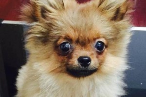 如何修剪博美犬的毛发（宠物美容指南）