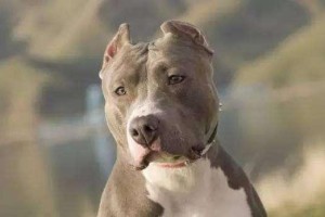 比特犬掉毛全解析，让您的爱宠健康美丽（掉毛的原因分析、预防和治疗）