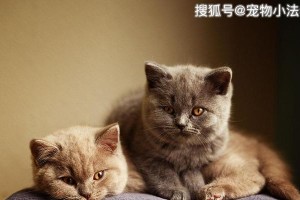 猫咪夜晚的哀嚎，该如何应对？（解决宠物夜叫困扰，让您和猫咪都能安然入睡）
