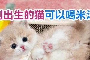 小猫刚出窝该如何喂养？（了解小猫食物需求，为它提供全面的营养）