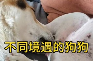 舔狗语言（以舔狗的视角看世界，解读不同的舔狗语言方式）