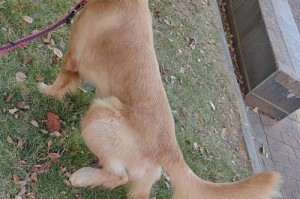 为什么4个月的金毛犬不长毛？（探究4个月金毛犬未长毛的原因及解决办法）