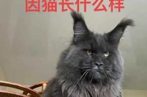 年纪大的猫长什么样？（探秘老猫的身体变化和行为特征）
