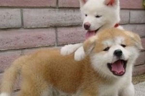 秋田犬幼犬健康手册（让宝宝快乐成长，健康度过童年）