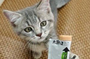 猫咪斗鸡眼症状及治疗方法解析（小猫斗鸡眼病因及其治疗方案探究）