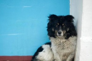 探索世界上最受欢迎的以茶杯犬种类（了解不同茶杯犬品种的特点和魅力）