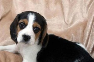 哈利犬的饲养指南（掌握哈利犬的喜好与健康之道）