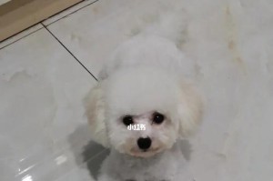 《打造可爱干净的比熊犬》（美容、卫生、护理全攻略，让你的比熊宝贝健康成长）