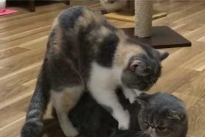 猫交配不能被视为主题的原因（了解猫交配的自然现象与社会文化背景）