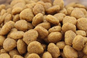 泰迪狗狗怀孕了吃什么好？（为您的宠物提供合适的饮食，促进健康孕育）
