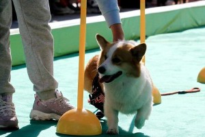 非运动犬（探索非运动犬的魅力与特点）