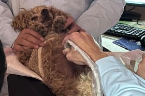 狗肛门腺挤压的频率与方法（维护狗狗健康，正确处理肛门腺问题）