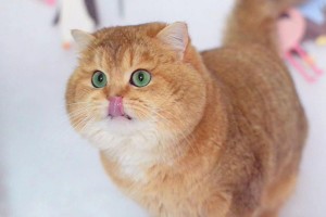 猫为什么会发出咕噜咕噜的声音？（探究猫发出咕噜咕噜声的原因与意义）