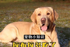 以拉不拉多为主的肉食文化探究（拉不拉多肉与美食家的味蕾之旅）