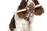 威尔士史宾格犬的饲养方法（了解犬种特点培养健康习惯）