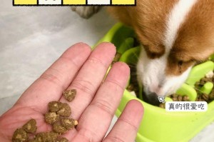 纠正狗狗爱扑人的坏习惯（如何教会狗狗在主人吃饭时保持安静）