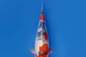 如何正确饲养大正三色锦鲤？（教你一步步做好宠物大正三色锦鲤，照顾它的健康生活）