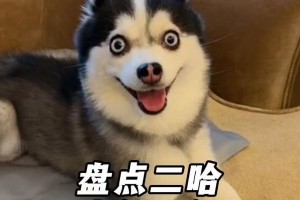 揭秘狗狗聪明背后的奥秘（狗狗天赋智能的原因及其表现）