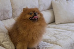 长毛棕色狗的品种特点和饲养要点（探寻长毛棕色狗的独特魅力，了解如何照顾这一可爱的宠物）