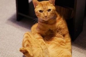 猫喜欢站在高处看人的原因（探究猫咪喜欢站在高处观察人类行为的心理和生理原因）