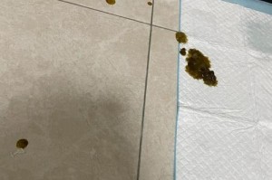 吃完驱虫药后多久可以喂饭？（驱虫药后饮食安排的关键）