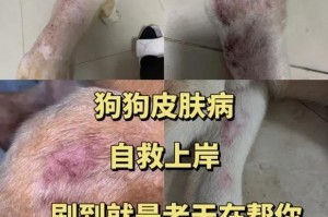小鹿犬不能吃的五大类食物（了解这些食物，保护小鹿犬的健康）