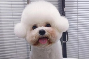 比熊多久有圆头的奥秘（探索比熊犬头型演变的关键）