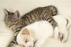 除了养狗狗和猫还有哪些宠物可以选择？（探索多样的宠物选择，给你的生活带来新鲜体验）