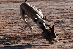 追兔犬的最佳选择（以什么狗追兔好？-狗的品种和特点一览）