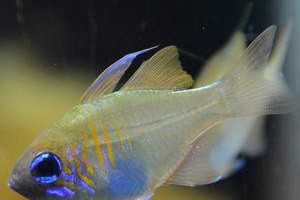 白尾吊的饲养方法（从饲料、水质到环境，轻松养护你的宠物鱼）