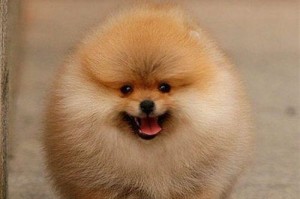 博美幼犬的饮食习惯（小狗总是想吃怎么办？）