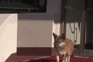 如何让狗狗不再吃猫屎？（探究猫屎对狗狗的吸引力和解决方法）