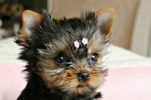 如何养护约克夏幼犬（以宠物为主，营造健康生活环境）