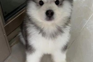 哪个季节养狗最好？（探讨适合养狗的季节及其关键因素）
