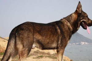 如何训练德牧扑咬技能（培养宠物的狩猎天赋——德国牧羊犬扑咬训练）