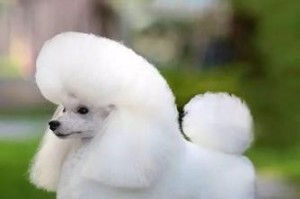 贵宾犬的多样色彩——迷人的外貌之谜（探索贵宾犬丰富多彩的毛色与特点）