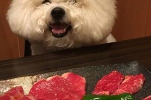 狗狗的家庭饮食习惯（宠物饮食，让爱更加健康）