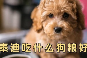 新买回来的泰迪为何不吃食物？（探寻泰迪不进食的原因与解决方法）